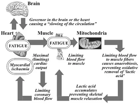 Mechanism of physical fatigue from mental fatigue