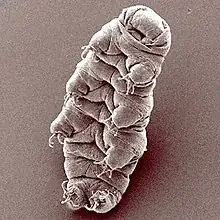 Tardigrades