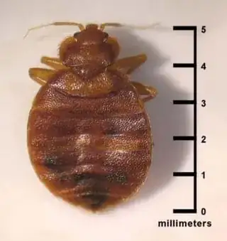 A bed bug