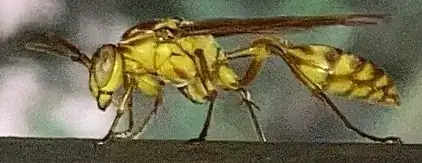 wasps in December, northern Taiwan