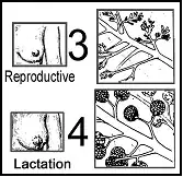 types 3 & 4 lobules