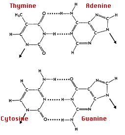 Watson Crick Base Pairs