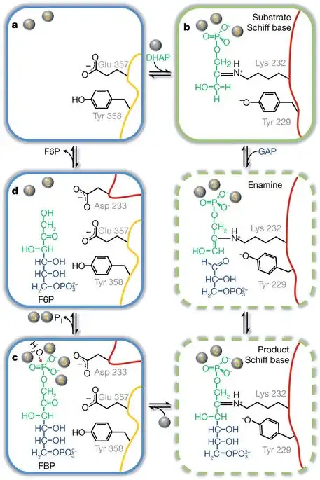 aldolase mechanism