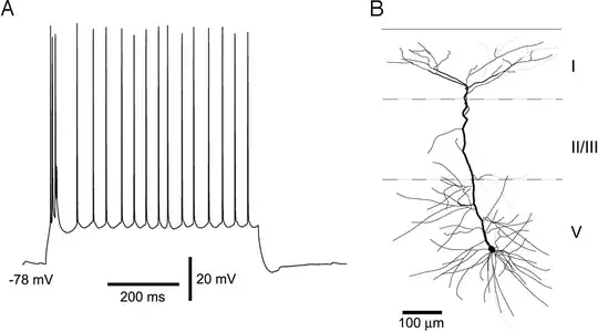 Action potentials of neuron at ~-50mV