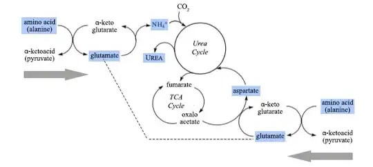 Linkage between urea and TCA cycles