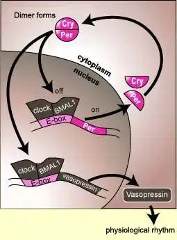 per/cry vasopressin