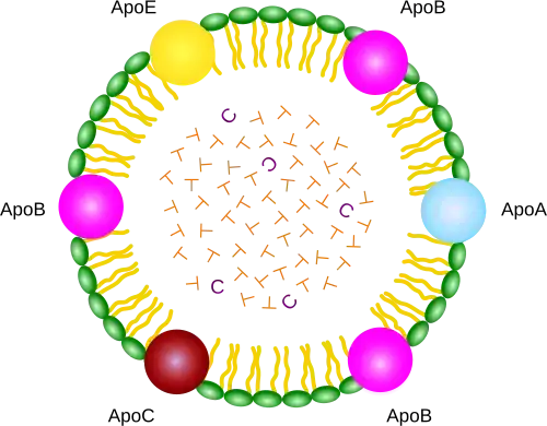 Structure of a chylomicron - from Wikipedia