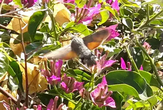 a photo of the insect in question