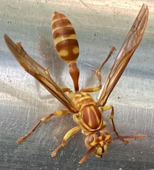 wasps in December, northern Taiwan