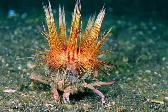 Crab with a sea-urchin hat.
