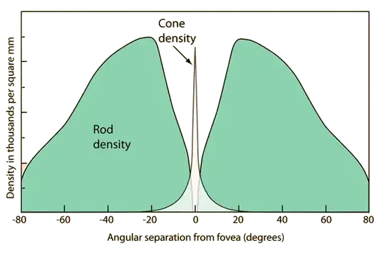 Density of rod and cone cells