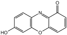 7-hydroxyphenoxazone