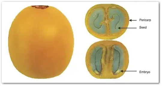 anatomy_of_a_coffee_bean