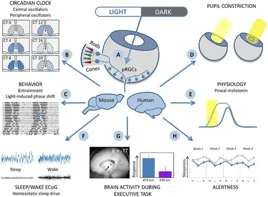Effects of light on the retinohypothalamic tract