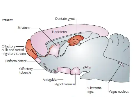 Regions of neurogenesis