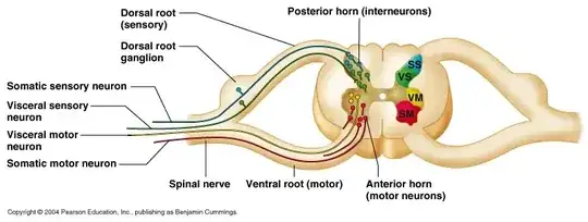 Spinal reflex archs