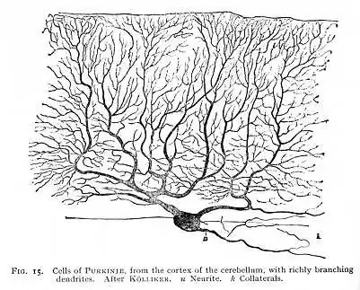 dendritic tree