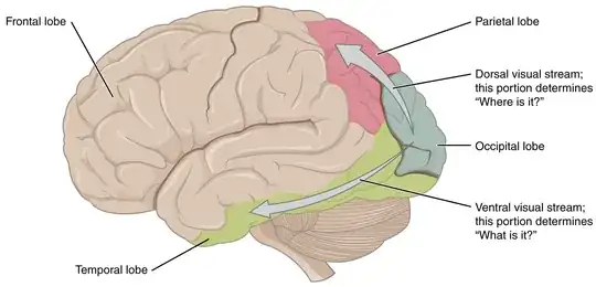 Fig 2. Diagram of the dorsal visual stream (non selective) and ventral visual stream (selective)