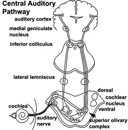 Figure 2: auditory system