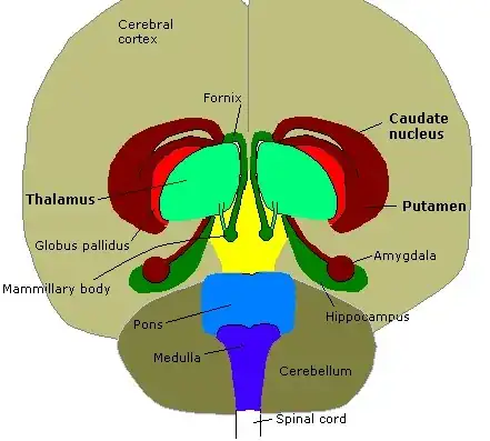 the amygdalae (Source: Wikipedia)
