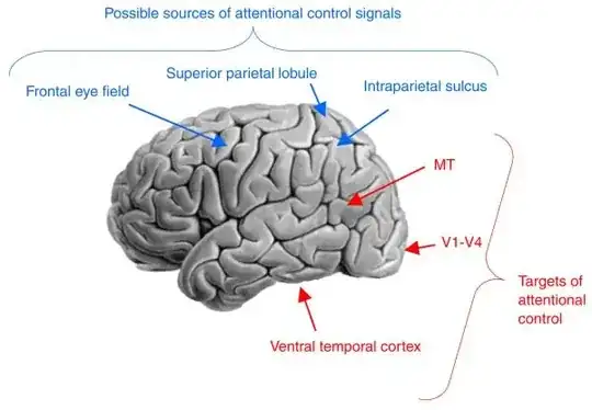 Fig 3. Areas associated with attentional control, and orientation