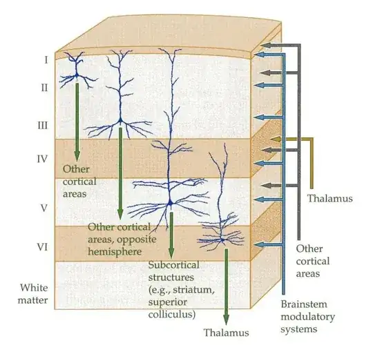 Cortical Layers