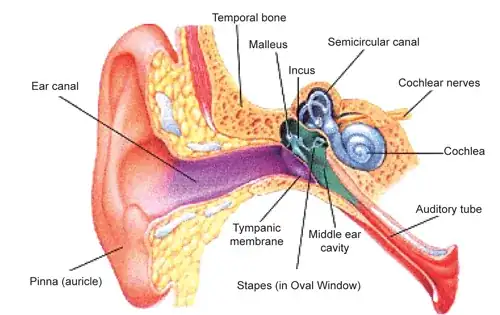 An illustration of our ear