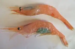 shrimp roe