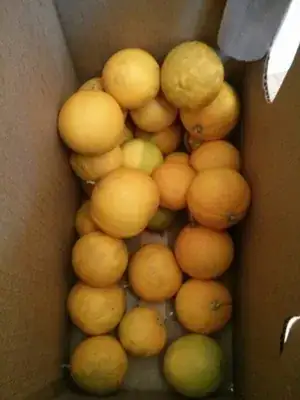 yellow and orange now, in a box