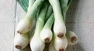 Young onions