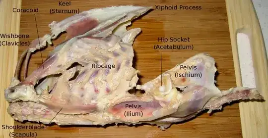 Chicken skeleton