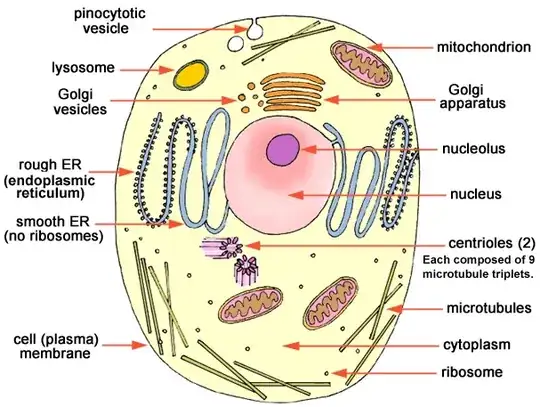 Diagram of Cell Biology