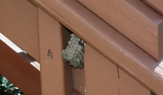 wasp nest