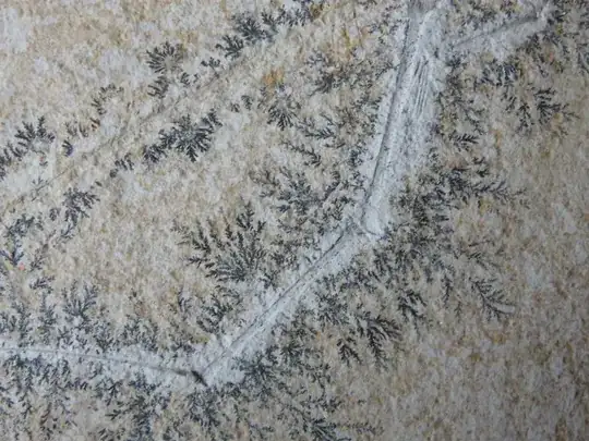 proto-feathers - Ramphorhyncus longicaudus at Teylers Museum – Haarlem