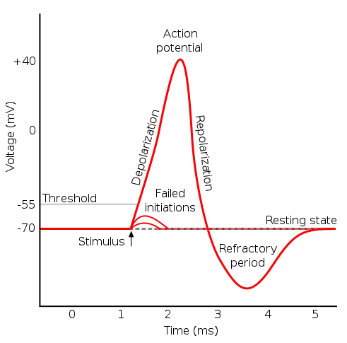 ActionPotential