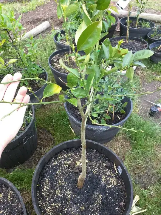 bare branch on citrus