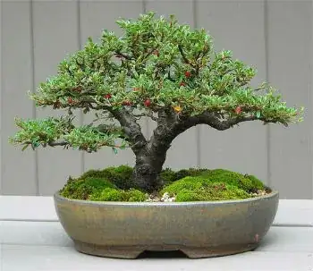 bonsai of cotoneaster by OpenEye