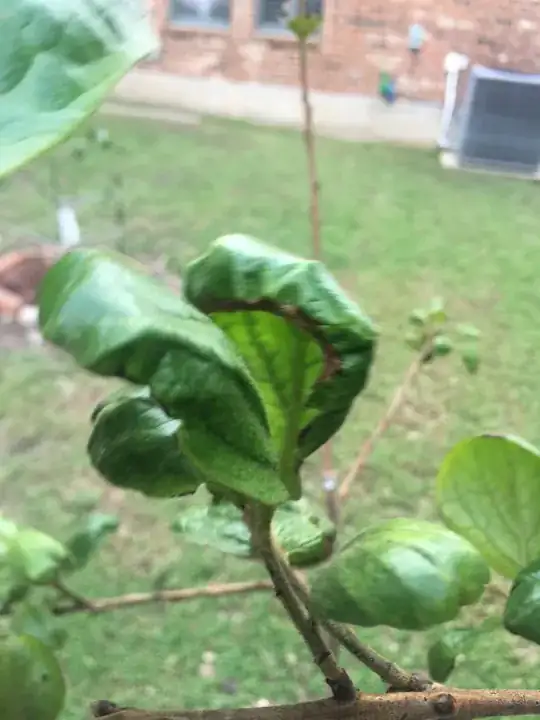 three months old persimmon tree