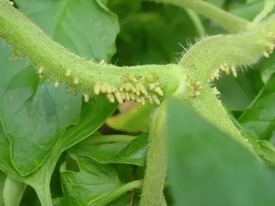 Infections on tomato stems