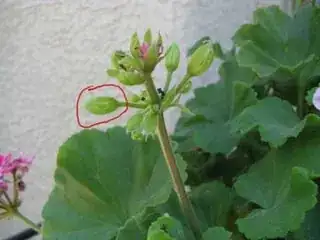 Notice the hole in the flower bud on the left