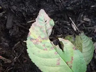 Close-up of a butchered leaf