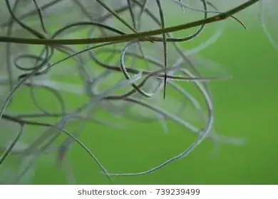 Spanish Moss