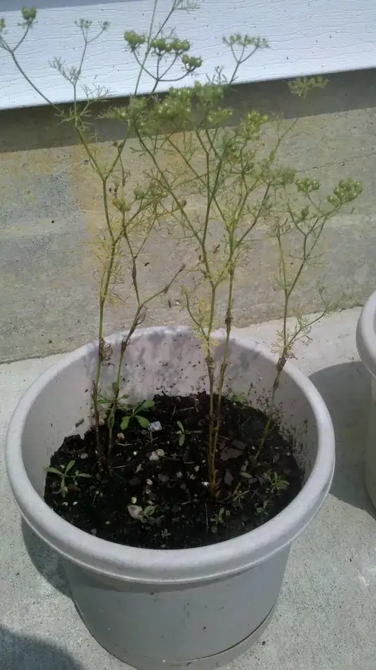 Cilantro has very thin leaves. The bottoms have started to turn a brownish color within the last 1 week or so.