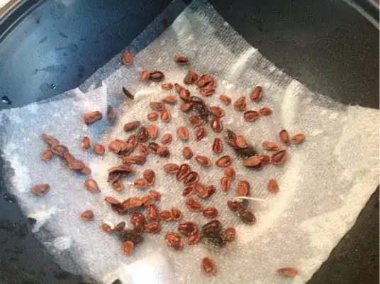 Milkweed seeds germinating