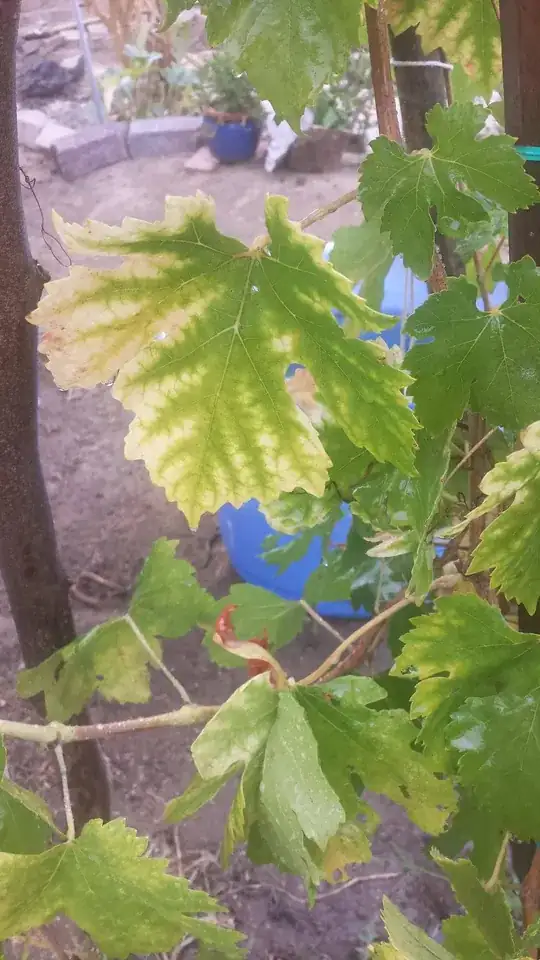 First image of grape vine