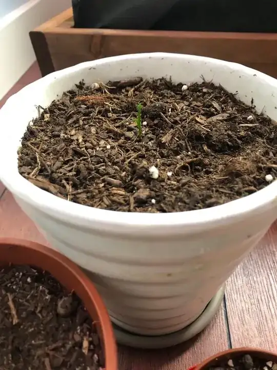 Normal seed in big pot