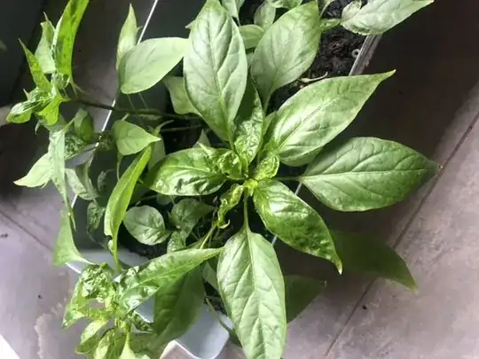 Chilli with some leaves wrinkled