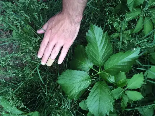 One of the bigger leaves