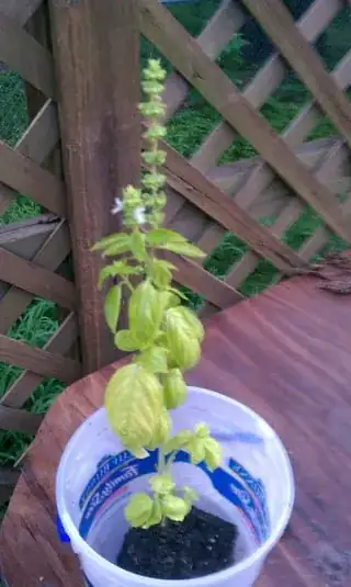 Basil plant