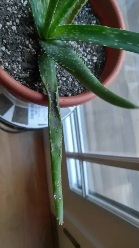aloe with discoloration